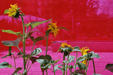 Landesgartenschau